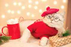 可爱的白色猫红色的毛衣红色的针织贝雷帽谎言白色针织毯子