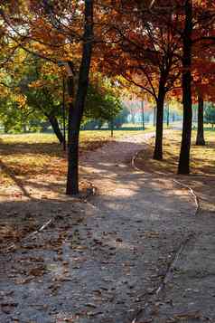 秋天公园秋天风景棕色（的）叶子