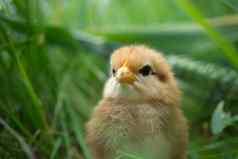 可爱的年轻的小鸡查看地面水平绿色植物