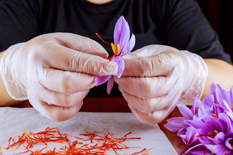 女孩木琴红色的<strong>藏红花</strong>雄蕊番红花属手雄蕊烹饪