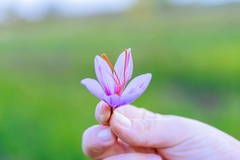 女孩持有藏红花番红花属模糊绿色背景美丽的花