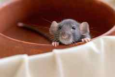 头灰色的小飞象老鼠白色背景坐在粘土板把前面爪子边缘