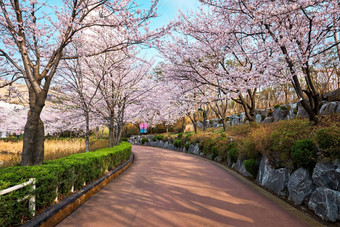 盛开的樱花樱桃开花小巷公园