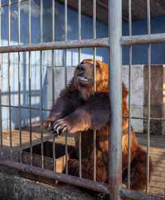 伤心熊动物笼子里动物园野生熊卡住了鼻子动物