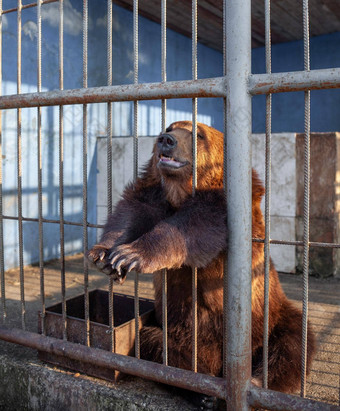 伤心熊动物笼子里动物园野生熊卡住了鼻子动物