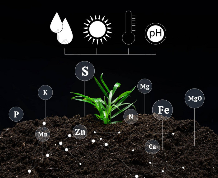 土壤质量控制受精矿物质培养农业植物绿色发芽肥沃的土壤