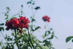 美丽的红色的玫瑰花绿色分支花园盛开的新鲜的红色的玫瑰花夏天日落阳光蓝色的天空背景