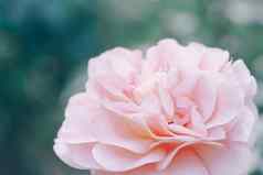 粉红色的颜色玫瑰花背景摘要散焦花背景宏无重点模糊粉红色的花瓣纹理软梦幻图像
