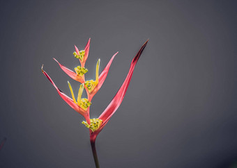 真正的美自然鹤望兰鸟天堂起重机莉莉植物红色的粉红色的开花热带异国情调的新闻中心花狭窄的花瓣黄色的布鲁姆光灰色的背景复制空间植物花设计