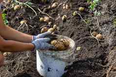土豆种植花园农民持有蔬菜手食物