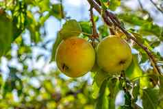 成熟的开胃的苹果苹果树分支花园果园成熟的苹果苹果树分支机构