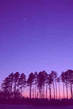 自然森林地平线轮廓树晚上日出日落景观壁纸插图风格色彩斑斓的视图背景天鹅绒紫罗兰色的垂直