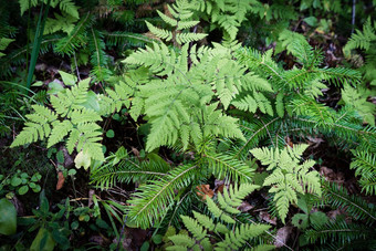 <strong>蕨类植物</strong>叶子横幅景观<strong>蕨类植物</strong>植物森林新鲜的绿色热带树叶有机自然背景热带雨林丛林景观绿色植物自然壁纸