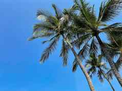椰子棕榈树蓝色的天空热带海滩