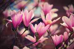 春天背景美丽的开花粉红色的树木兰