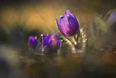春天时间美丽的紫色的盛开的花草地日落太阳春天自然色彩斑斓的背景毛茸茸的朝鲜白头翁白头翁长大的