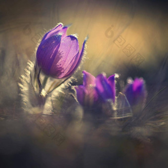 春天时间美丽的紫色的盛开的花草地日落太阳春天自然色彩斑斓的背景毛茸茸的朝鲜<strong>白头翁白头翁</strong>长大的