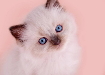 布偶猫小猫蓝色的眼睛粉红色的领坐着粉红色的背景高质量照片卡日历
