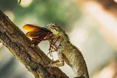 横幅宏特写镜头照片捕捉时刻大灰色的蜥蜴吃吞噬猎物吞下颤动的棕色（的）甲虫蟑螂坐分支绿色明亮的自然背景生活斗争生态系统