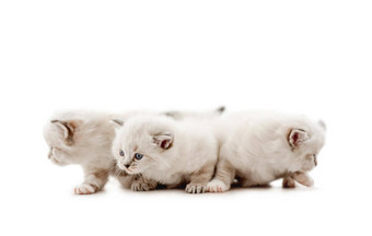 <strong>布偶</strong>猫猫小猫孤立的白色背景