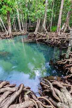热带树根塔砰的一声红树林沼泽森林流水运河首歌南泰国