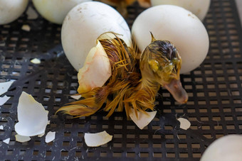 关闭裂纹蛋鸭出生过程孵化鹅鸡蛋孵化器