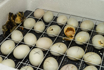 鹅鸡蛋孵化器鹅蛋孵化过程孵化鹅鸡蛋孵化器
