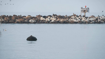 海狮子密封假山加州野生动物殖民地藜蒿属鸟群