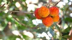 草莓树水果爱尔兰杨梅乌内多浆果该隐狗苹果欧洲植物区系