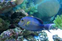 棘皮动物色彩斑斓的热带鱼索哈尔热带鱼的一种棘皮动物索哈尔索哈尔唐水下