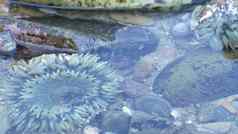 海海葵触角潮池水海葵潮间带水坑海葵目息肉