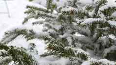 云杉松冷杉雪片雪花下降针叶树圣诞节树