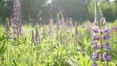 紫罗兰色的卢平野花草地flowerscape紫色的羽扇豆花布鲁姆草坪上
