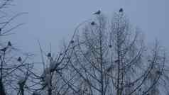 黑色的乌鸦鸟群只无叶的分支黑暗乌鸦树冬天