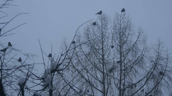 黑色的<strong>乌鸦</strong>鸟群只无叶的分支黑暗<strong>乌鸦</strong>树冬天