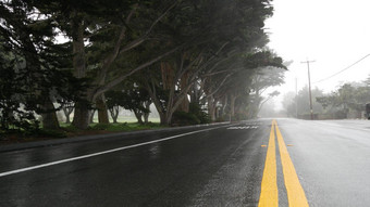 湿路沥青雾有雾的森林行树多雨的阴霾加州美国