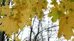 黄色的秋天枫木叶子树分支金秋天叶森林森林