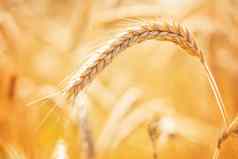 金成熟的耳朵小麦关闭成熟小麦小穗农村草地特写镜头