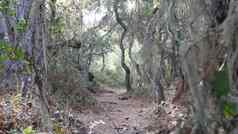 路径生活橡木森林扭曲的粗糙的树分支机构树干花边地底莫斯