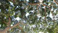 树冠大巨大的树丛林森林热带雨林巨大的高木兰树
