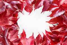 框架红色的装饰野生葡萄叶子孤立的白色背景装饰狐狸葡萄秋天下降叶边境parthenocissus三尖瓣