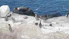 鹈鹕群殖民地鸟密封海狮子岩石海洋水加州