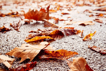 秋天枫木色彩斑斓的叶关闭湿沥青人行道上下降黄色的秋天叶子多雨的一<strong>天路</strong>宏特写镜头