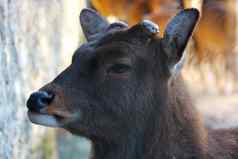 野生antlersless鹿特写镜头野生动物森林