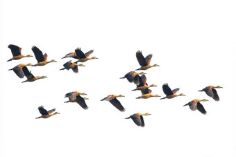 图像群较小的吹口哨鸭Dendrocygna爪哇尼卡飞行天空鸟动物