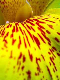 新鲜花红色的点明亮的黄色的脆弱的花瓣甘蔗