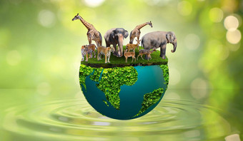 世界野生动物一天概念自然储备节约野生动物储备老虎鹿全球气候变暖食物面包生态人类手