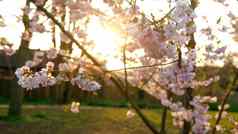盛开的粉红色的苹果树分支机构移动风阳光明媚的春天一天背景清晰的蓝色的天空樱桃花朵温暖的阳光日落背景镜头耀斑自然开始概念