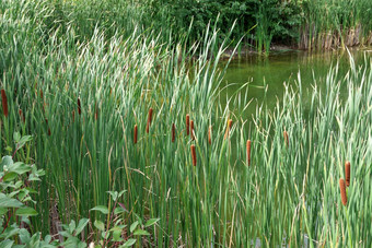 香蒲日益增长的边缘池塘夏季