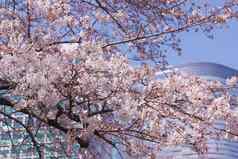 樱花图像日本花园